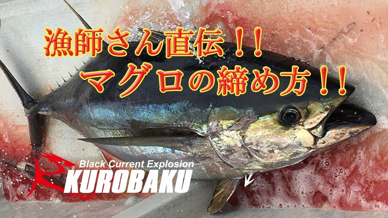 マグロの締め方　漁師さん直伝！のサムネイル画像