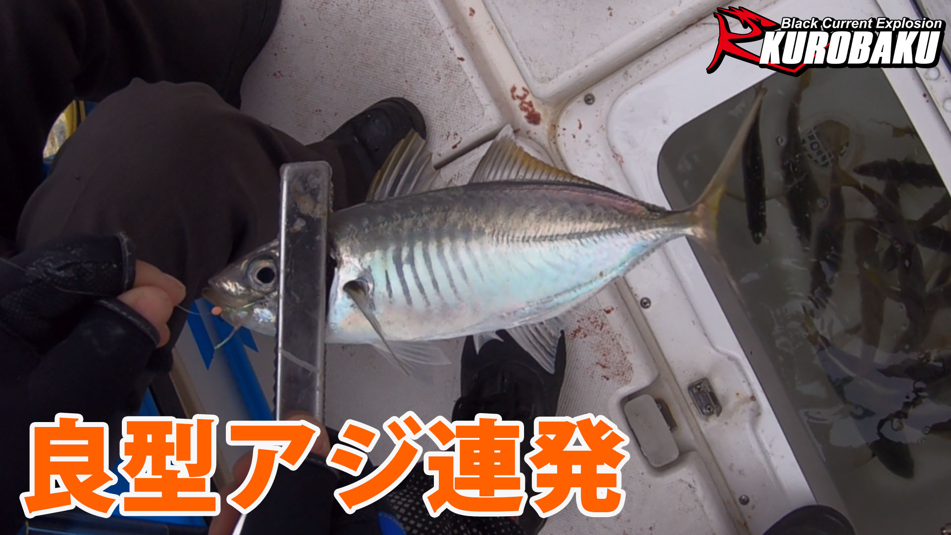 サビキでアジ釣りのサムネイル