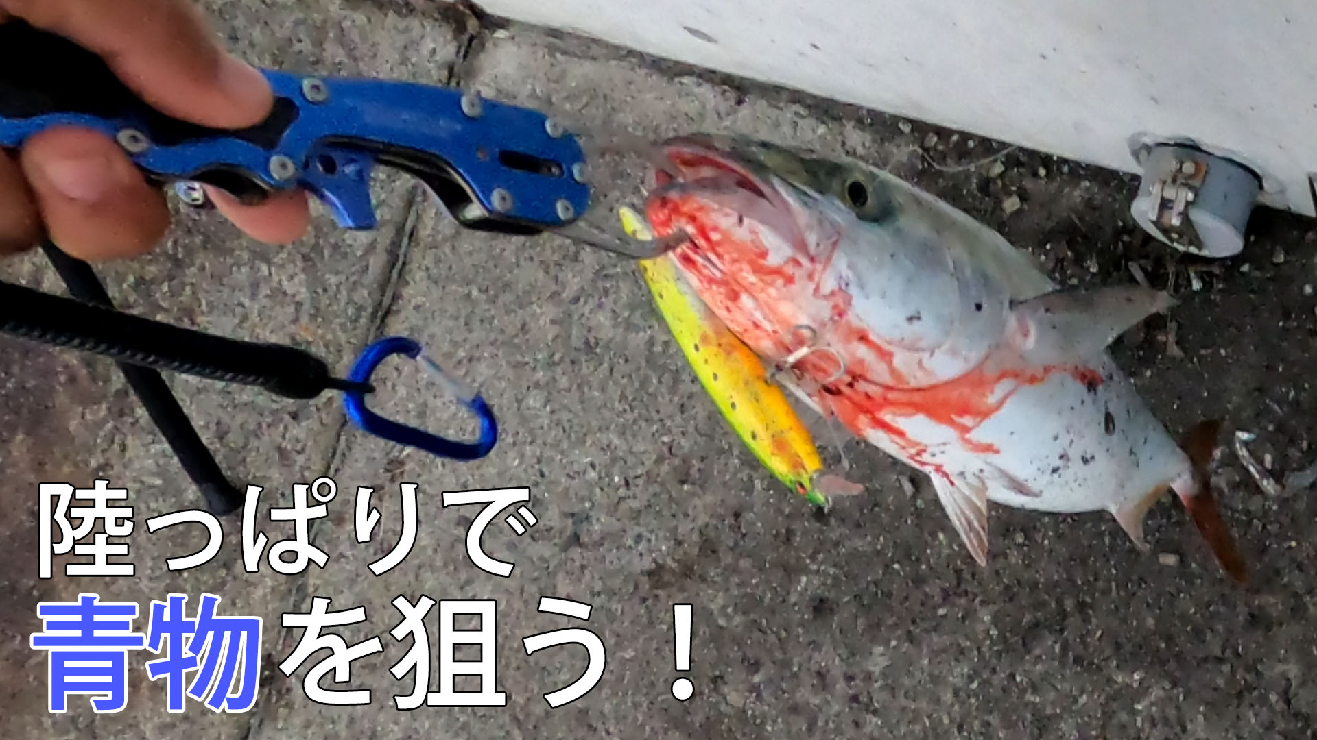 陸っぱりキャスティングで青物釣りのサムネイル